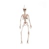 Esqueleto 49 cm.